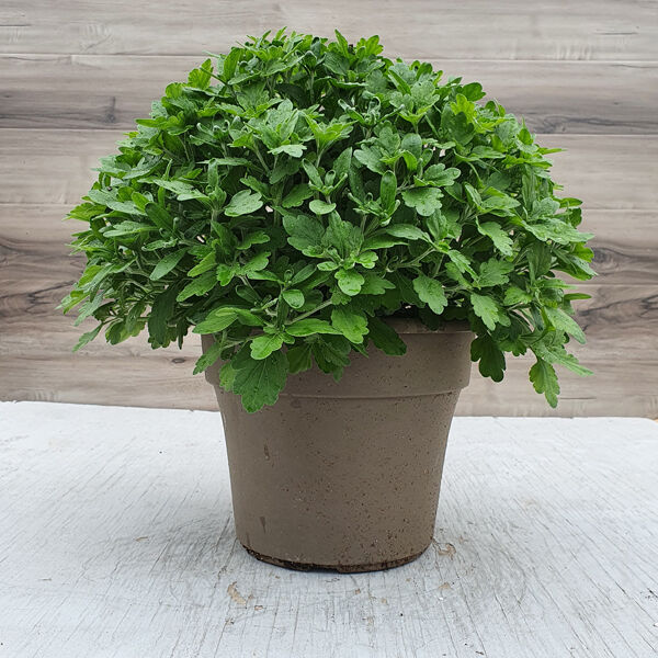 Selena Red - Red Cushion : 10 inch pot