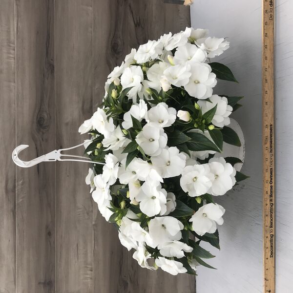 White: 11 inch Hanger