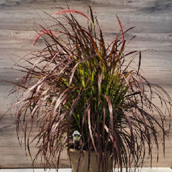 Purple Fountain Grass: 10 inch pot