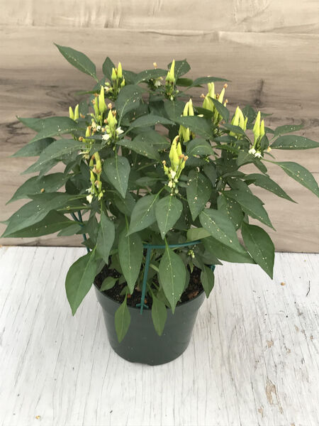 Chilly Chili: 6.5 inch pot