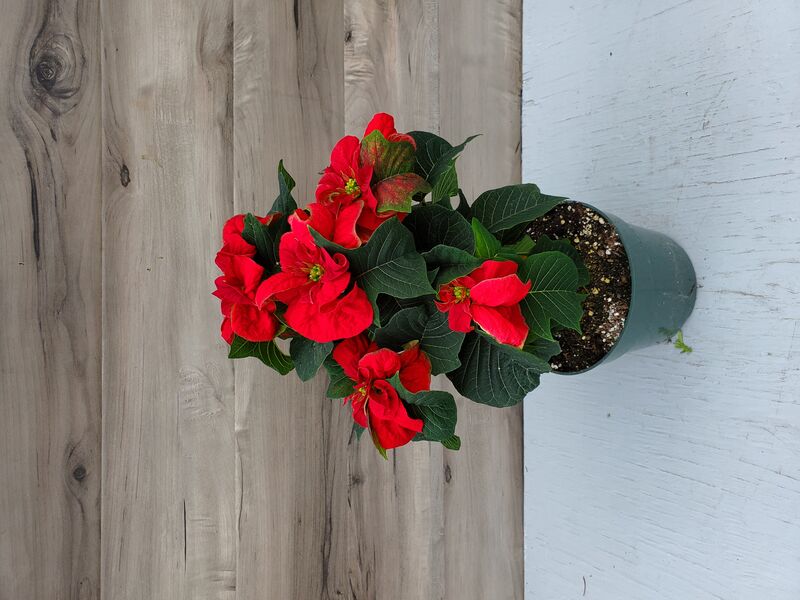 Winter Rose (Red): 6.5 inch pot