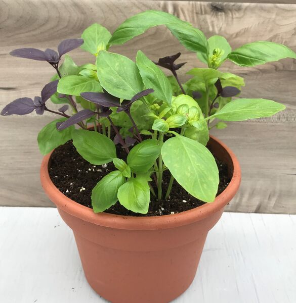 Tri (3 varieties): 6.5 inch pot