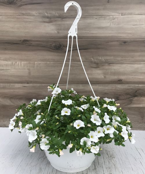 White: 11 inch Hanger