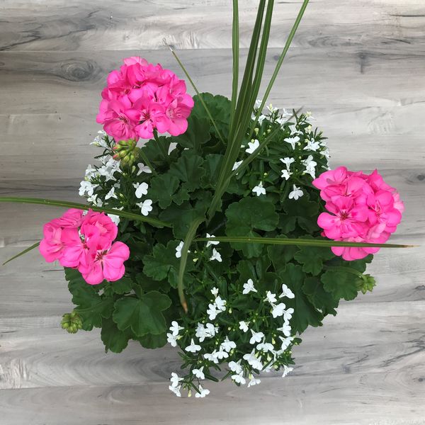Tickled Pink with Lobelia White and Spike: 11 inch Hanger
