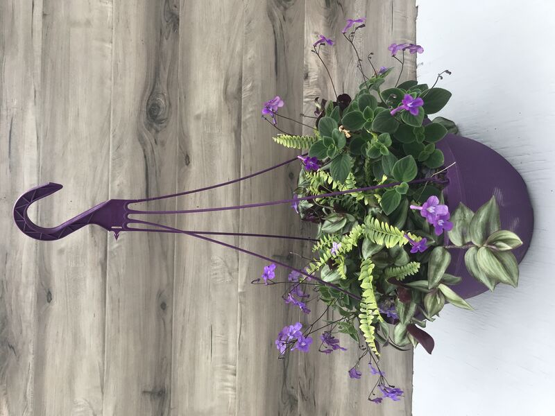 Blue Bell Fern with Purple Wandering Jew and Streptocarpella: 13 inch Hanger