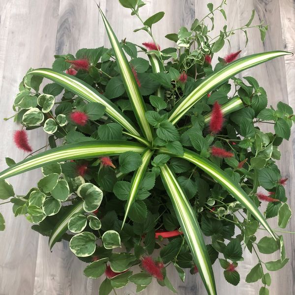 Chenile with Vinca Vine and Spider Plant: 13 inch Hanger