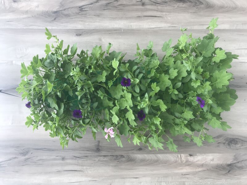 Lavender Mini Ivy Geranium with Calibrachoa Deep Blue: 24 inch Long (Small)