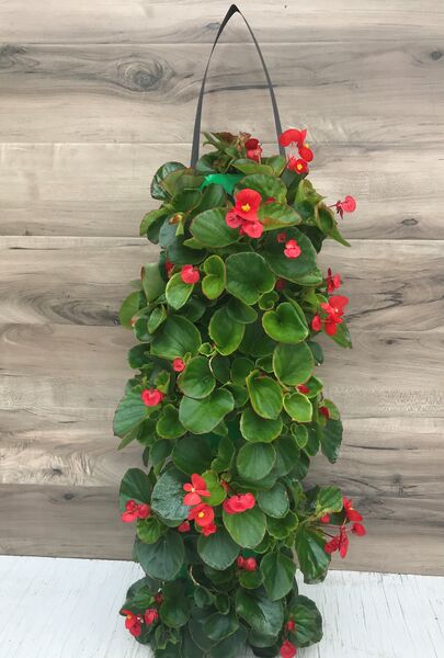 Red Begonia : 24 inch Long (Small)