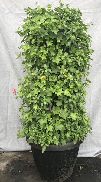 Mini Red with Calibracoa Yellow and Lobelia Blue - Large Tower: 19 inch Planter 