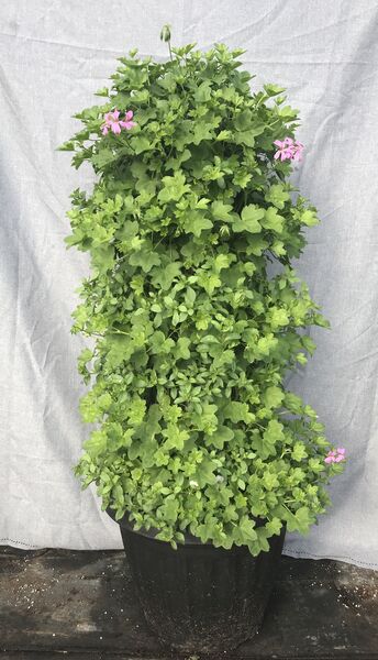 Mini Lavender with Calibracoa White and Calibracoa Deep Blue - Large Tower: 19 inch Planter 