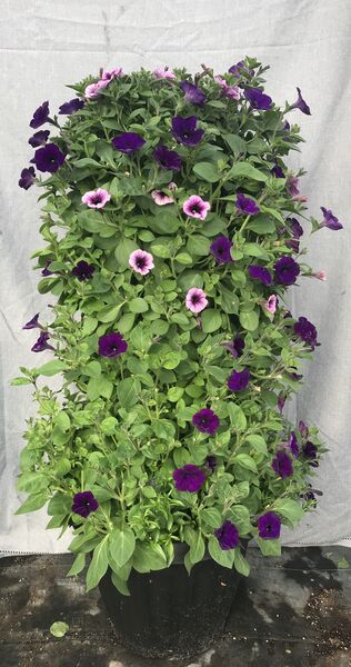 Blue and Blackberry Vein - Large Tower: 19 inch Planter 