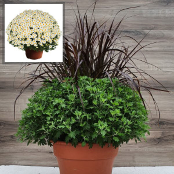 Vanna Snow - White Daisy: 12 inch Planter with Rubrum