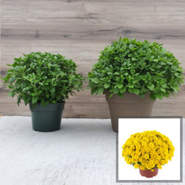 Gigi Yellow - Yellow Cushion: 6.5 inch pot