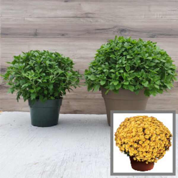 Michelle Gold - Yellow Daisy: 6.5 inch pot