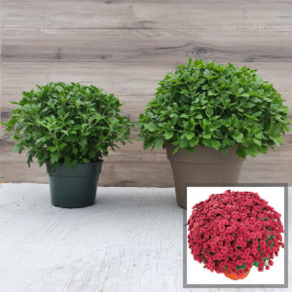 Ashley Red - Red Cushion: 6.5 inch pot