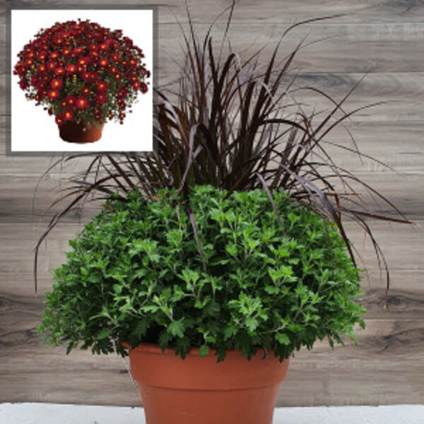 Bonnie Red - Red Daisy: 12 inch Planter with Rubrum