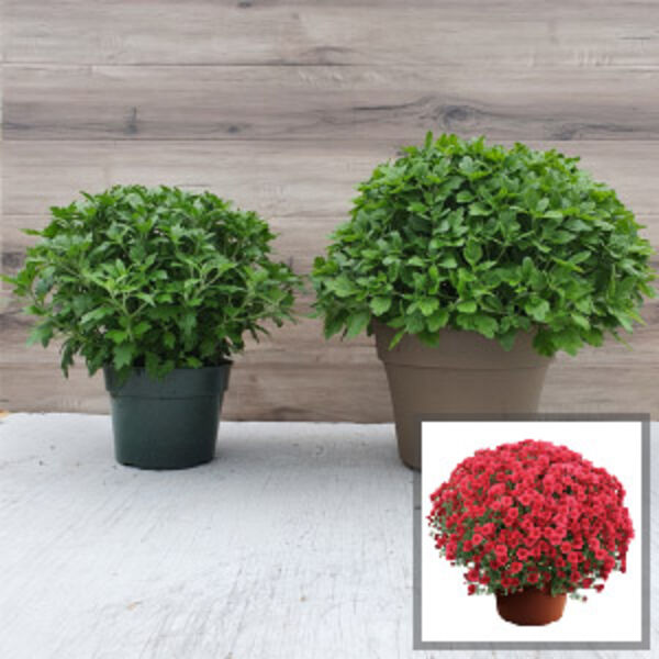 Christina Red - Red Cushion: 6.5 inch pot