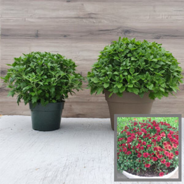 Five Alarm Red - Red Cushion: 6.5 inch pot