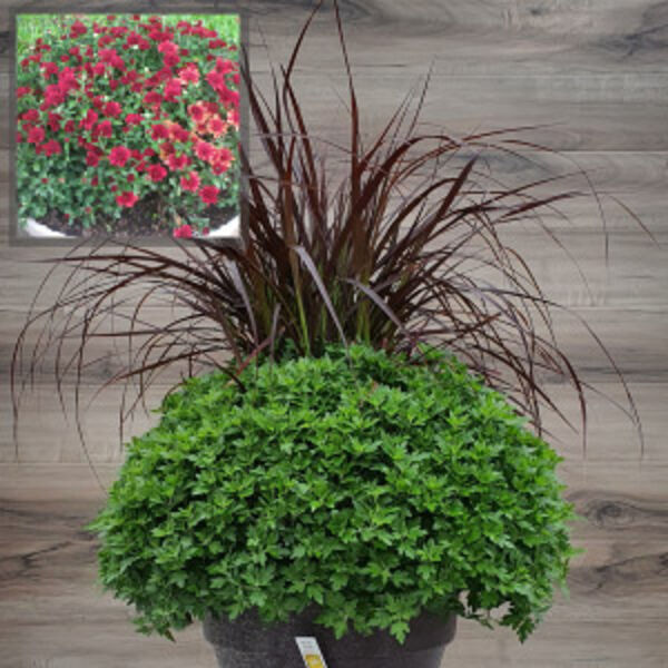 Five Alarm Red - Red Cushion: 12 inch Planter with Rubrum