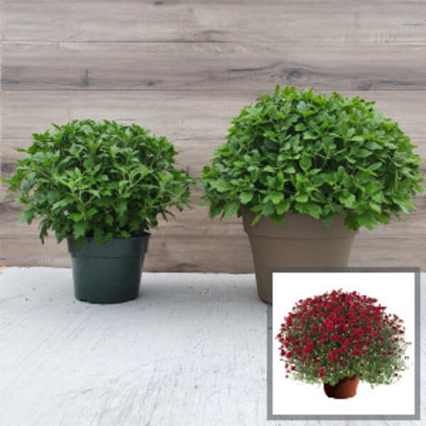 Mila Red - Red Cushion: 6.5 inch pot
