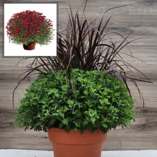 Mila Red - Red Cushion: 12 inch Planter with Rubrum