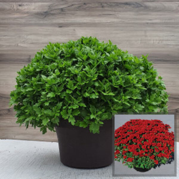 Red Ryder - Red Cushion: 12 inch Planter