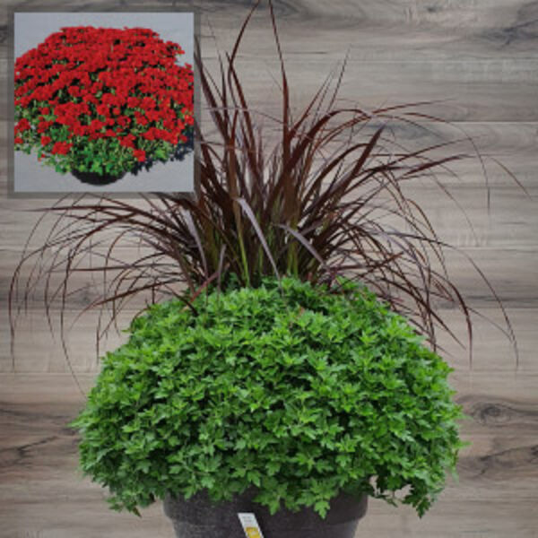 Red Ryder - Red Cushion: 12 inch Planter with Rubrum