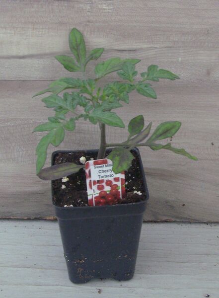 Sweet Million - Cherry Tomato: 3 inch pot