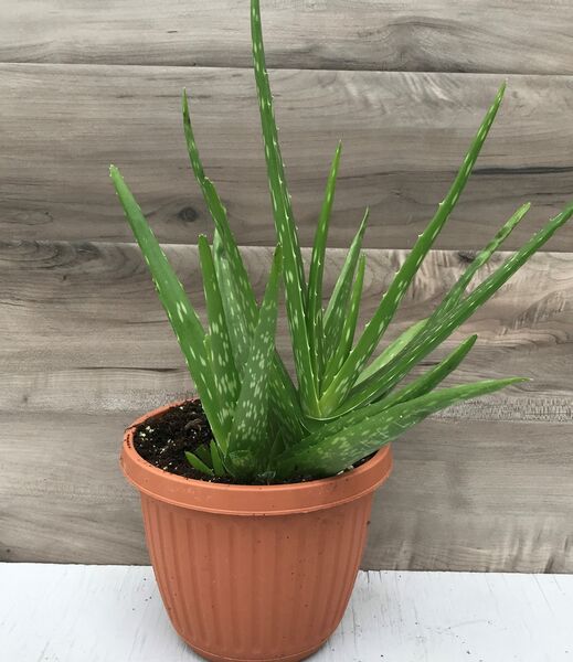 Aloe Vera: 6.5 inch pot