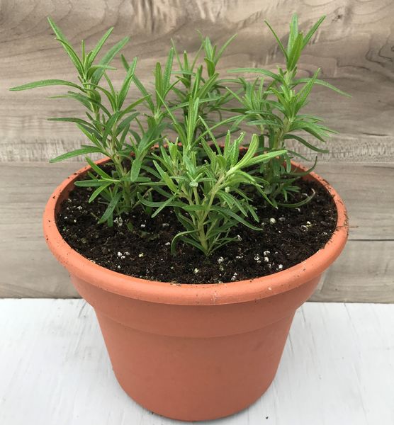 Barbecue Rosemary: 6.5 inch pot