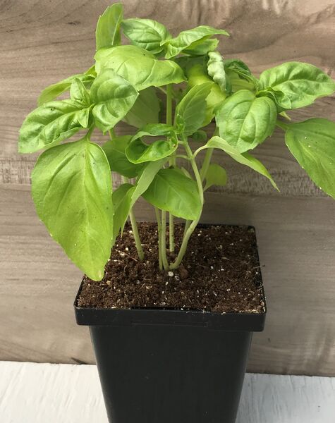 Lettuce Leaf Basil: 3.5 inch pot