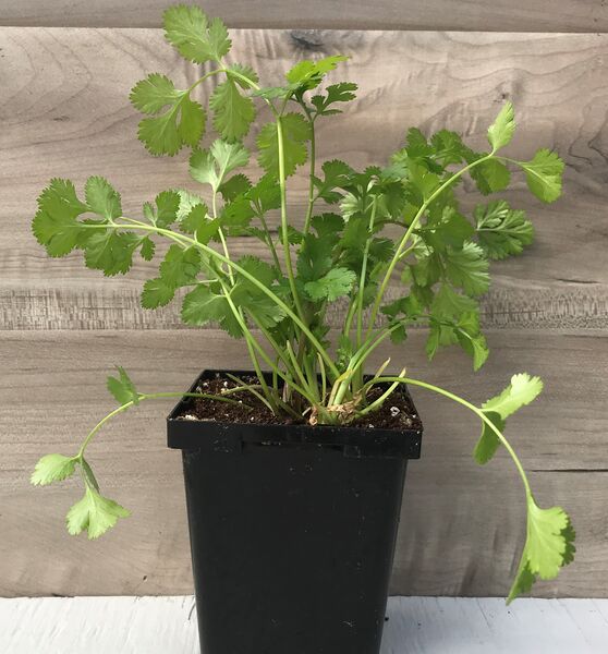 Sunmaster coriander: 3.5 inch pot