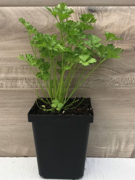 Curly Parsley: 3.5 inch pot