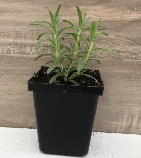 Arp Rosemary: 3.5 inch pot