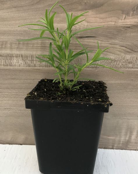Barbecue Rosemary: 3.5 inch pot