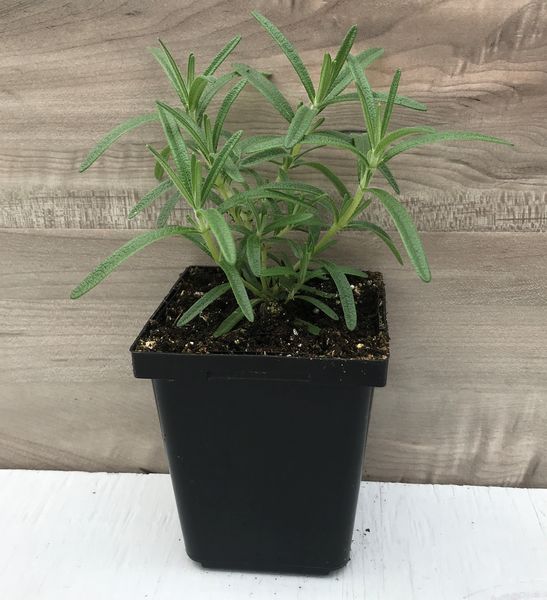 Gorizia Rosemary: 3.5 inch pot