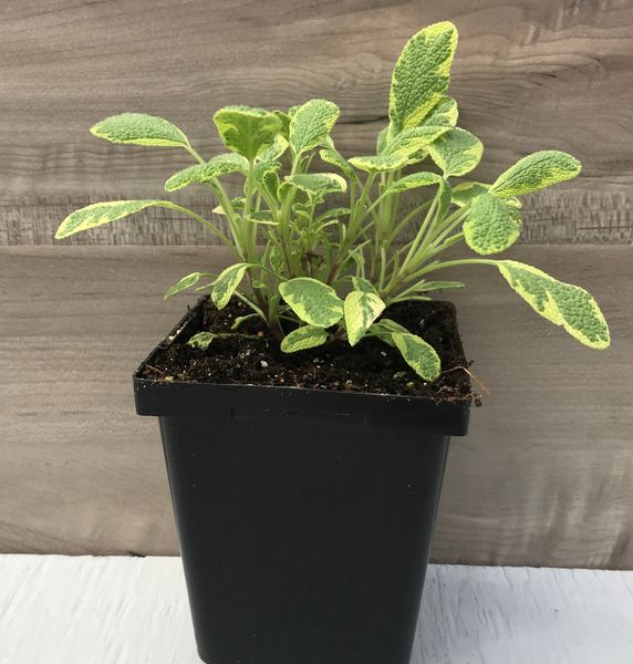 Golden Sage: 3.5 inch pot