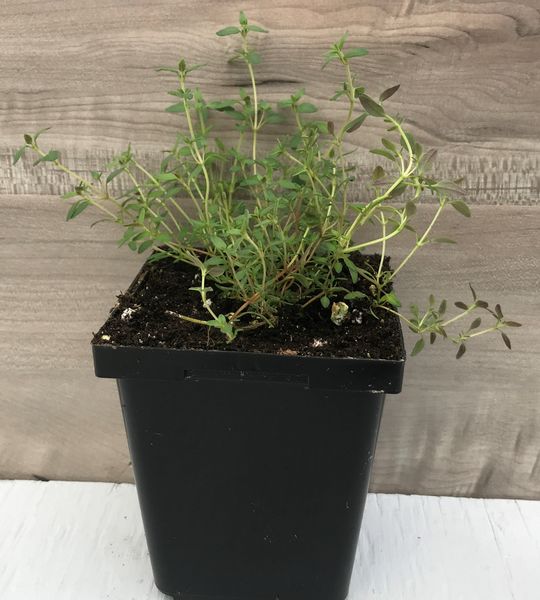 French Thyme: 3.5 inch pot