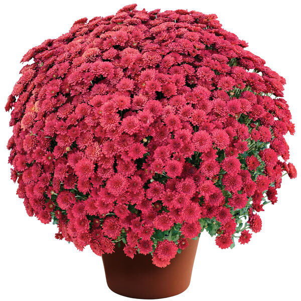 Ashley Red - Red Cushion: 10 inch pot