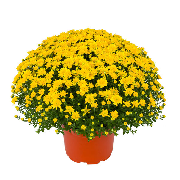 Beverly Gold - Yellow Cushion: 10 inch pot
