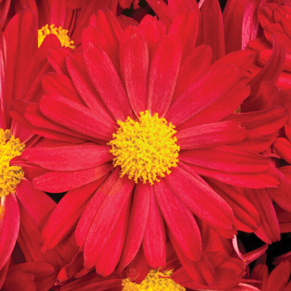 Bonnie Red - Red Daisy: 10 inch pot