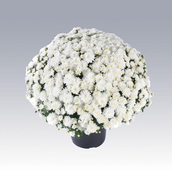 Celestial White - White Cushion: 10 inch pot