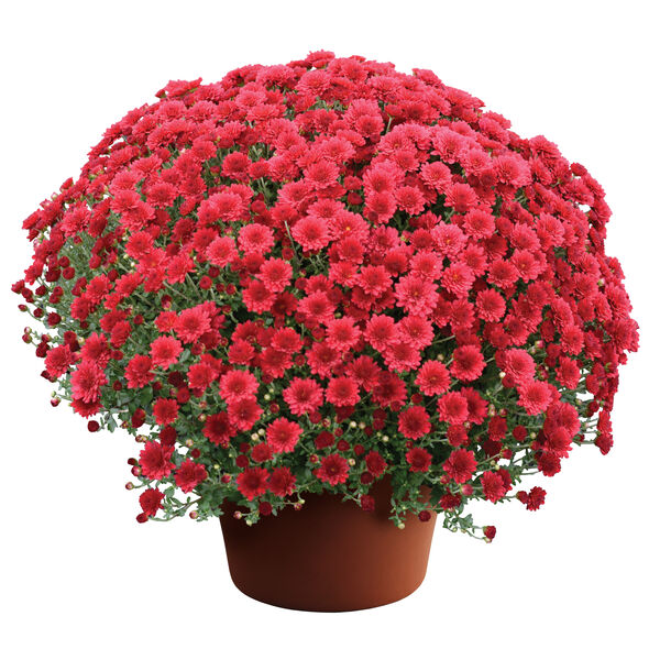 Christina Red - Red Cushion: 10 inch pot