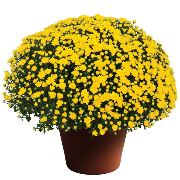 Dawn Yellow - Yellow Cushion: 10 inch pot