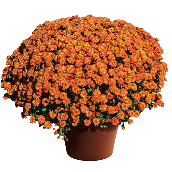 Gigi Orange - Orange Cushion: 10 inch pot