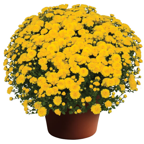 Gigi Yellow - Yellow Cushion: 10 inch pot