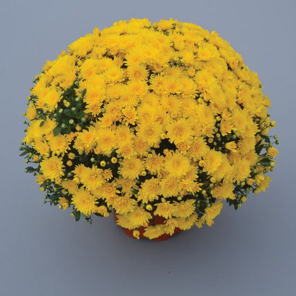 Gold Cup - Yellow Cushion: 10 inch pot