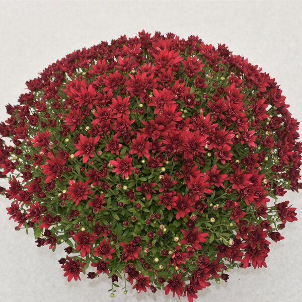 Grapeberry Red - Red Cushion: 10 inch pot