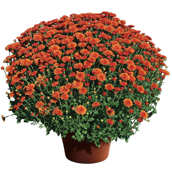 Hailey Orange - Orange Cushion: 10 inch pot