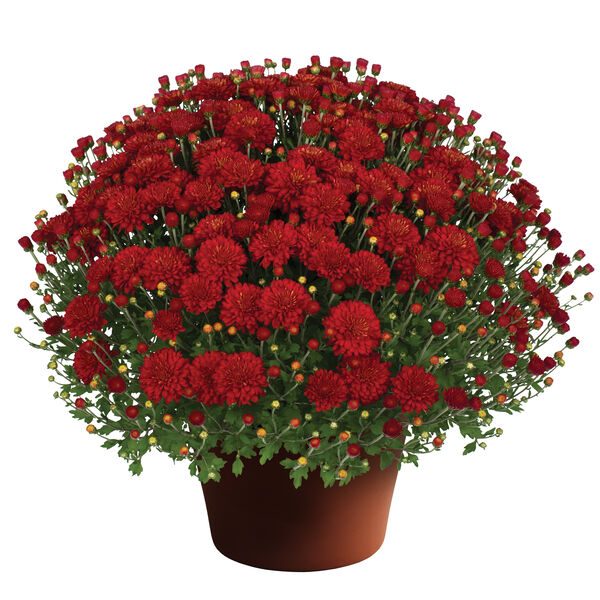 Hestia Hot Red - Red Cushion: 10 inch pot
